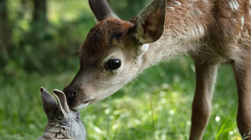 Bambi: A Life in the Woods Backdrop